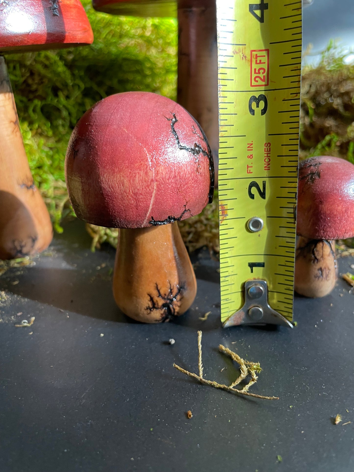 Mushrooms (Indoor/Outdoor)