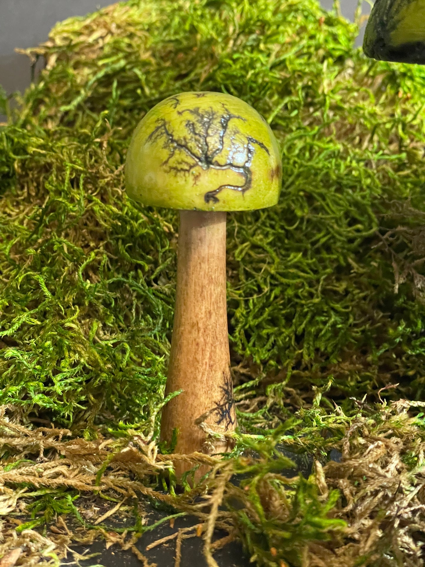 Mushrooms (Indoor/Outdoor)